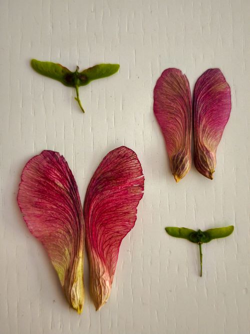 Free Vibrantly colored pink flower petals arranged artistically on a white surface. Stock Photo
