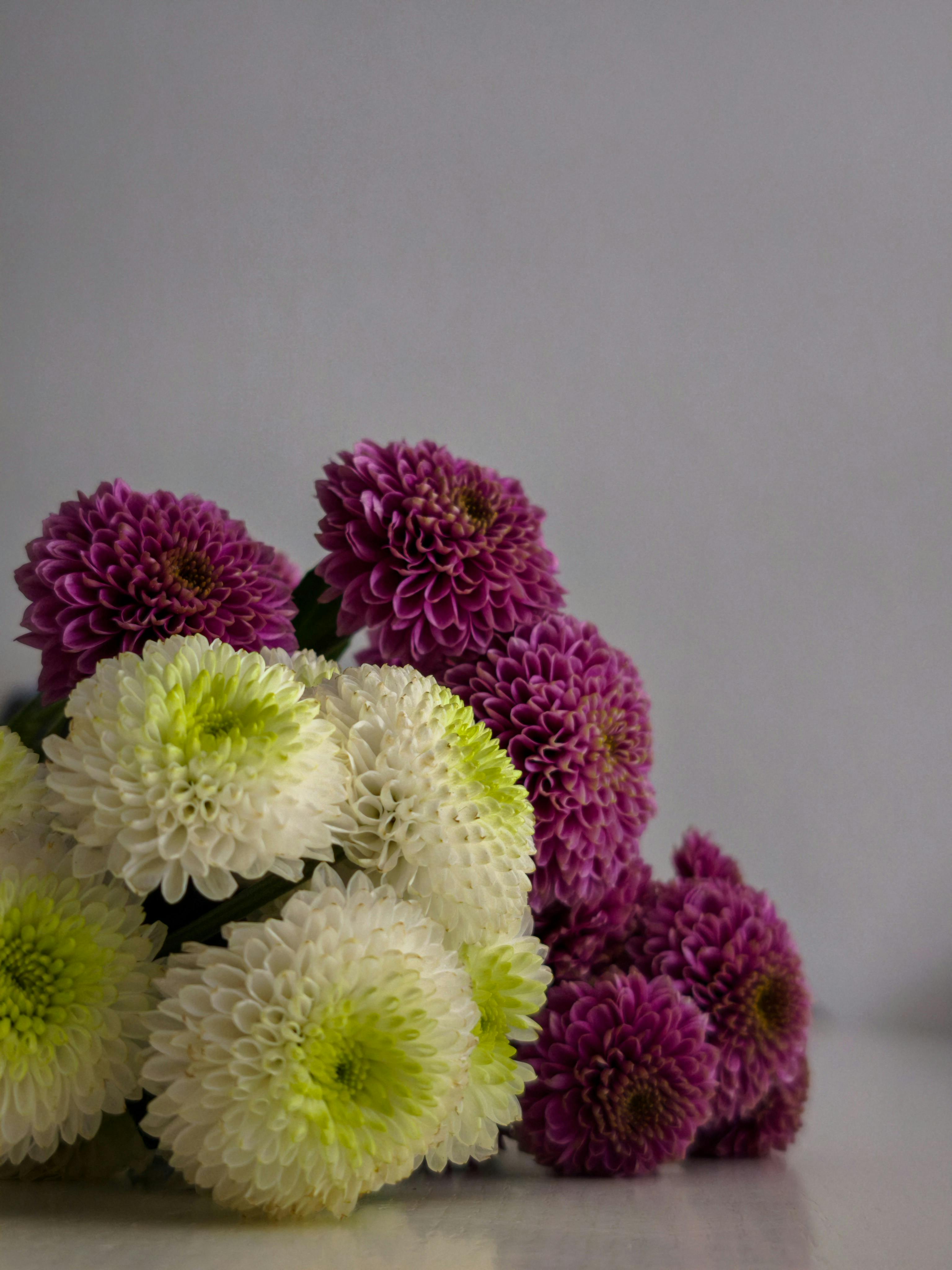 Vibrant Chrysanthemum Bouquet with White and Purple Blooms