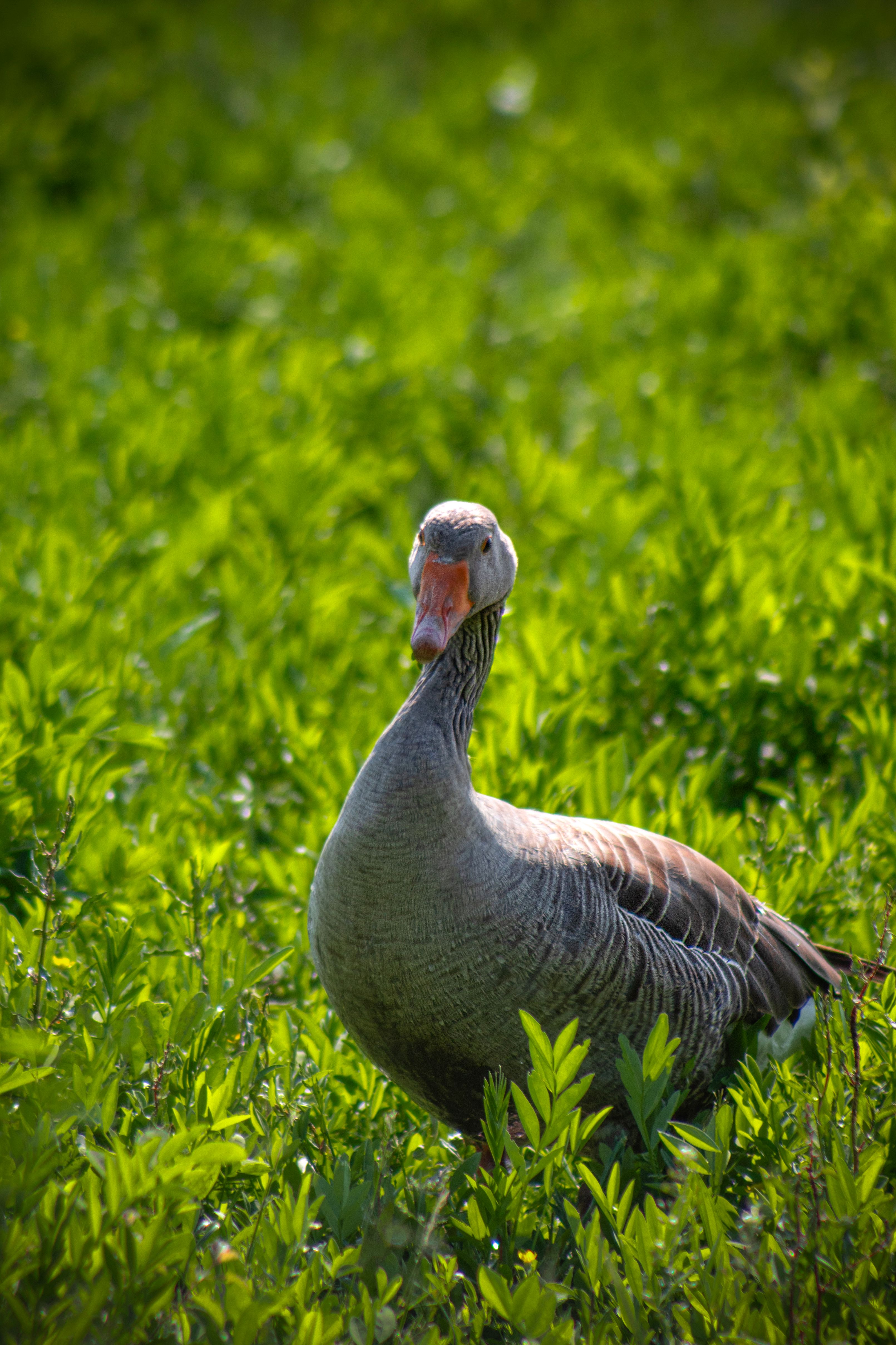 Greylag Goose in Lush Green Field, Italy · Free Stock Photo
