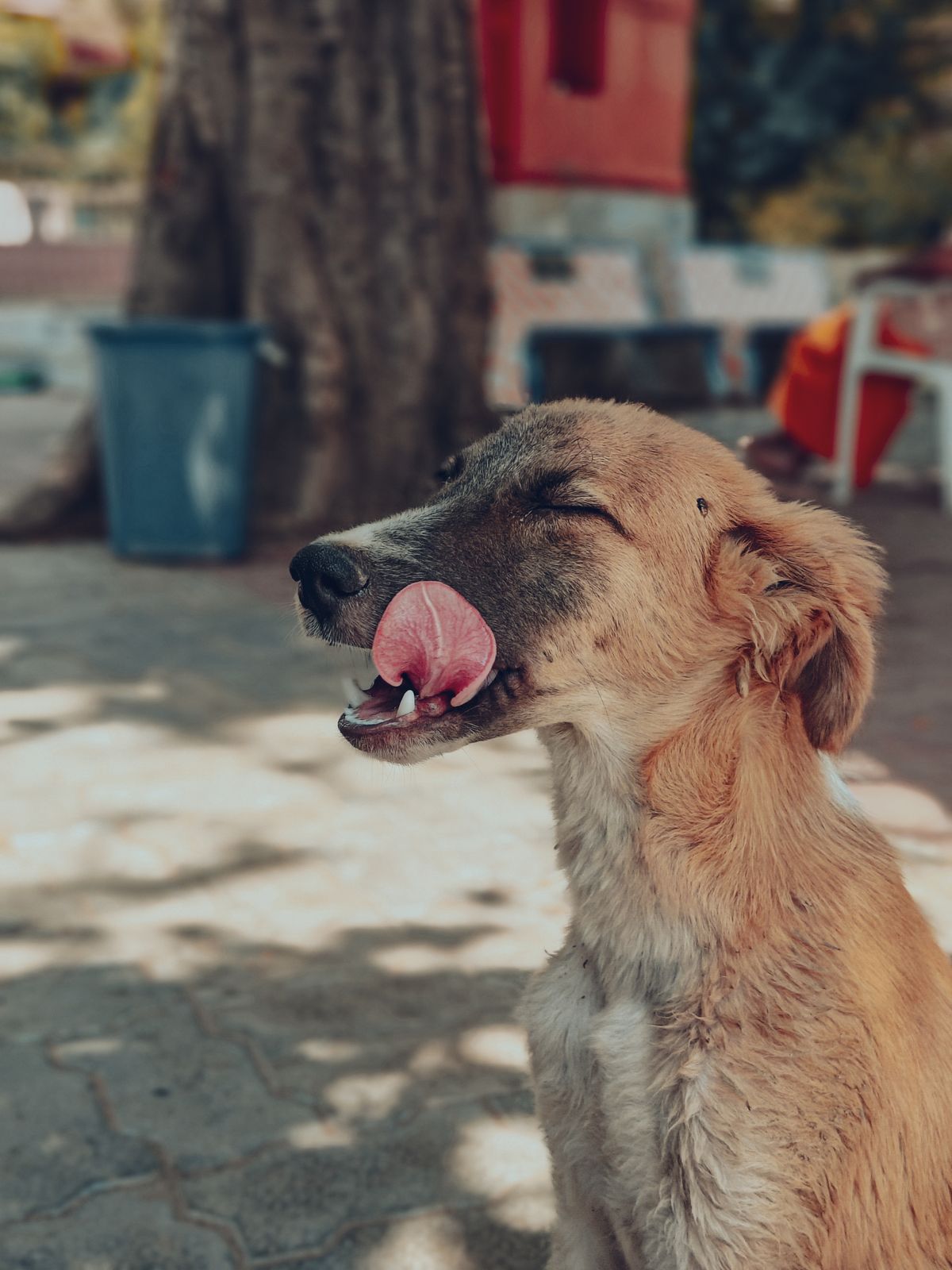 Dog Keeps Swallowing or Gulping Repeatedly: What It Means and When to Worry