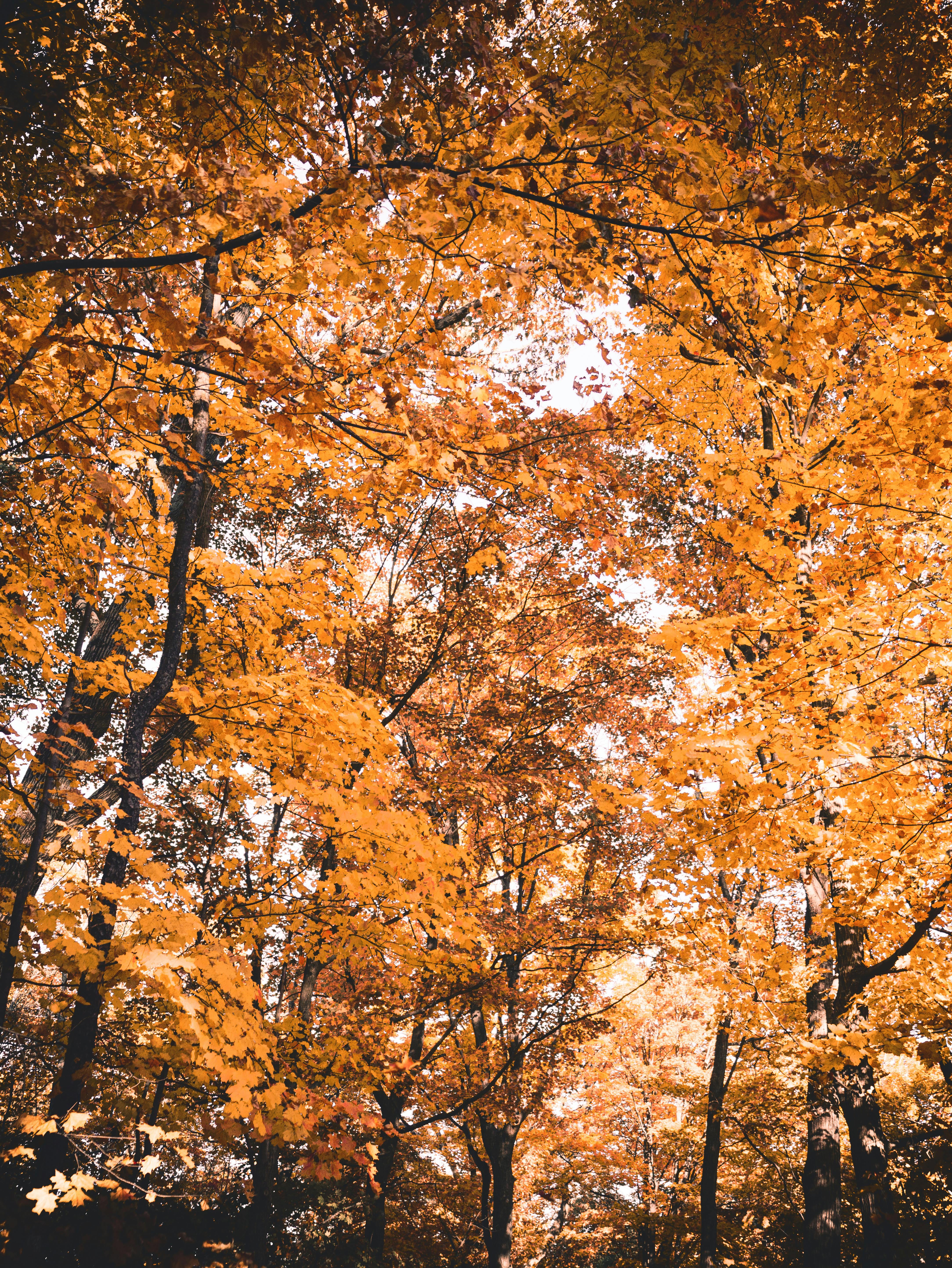 Stunning view of colorful autumn leaves in a New York forest. Perfect for seasonal promotions.