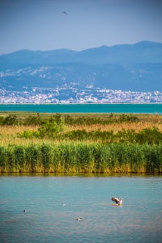Picturesque wetland landscape in Friuli-Venezia Giulia, Italy featuring birds and distant mountains.