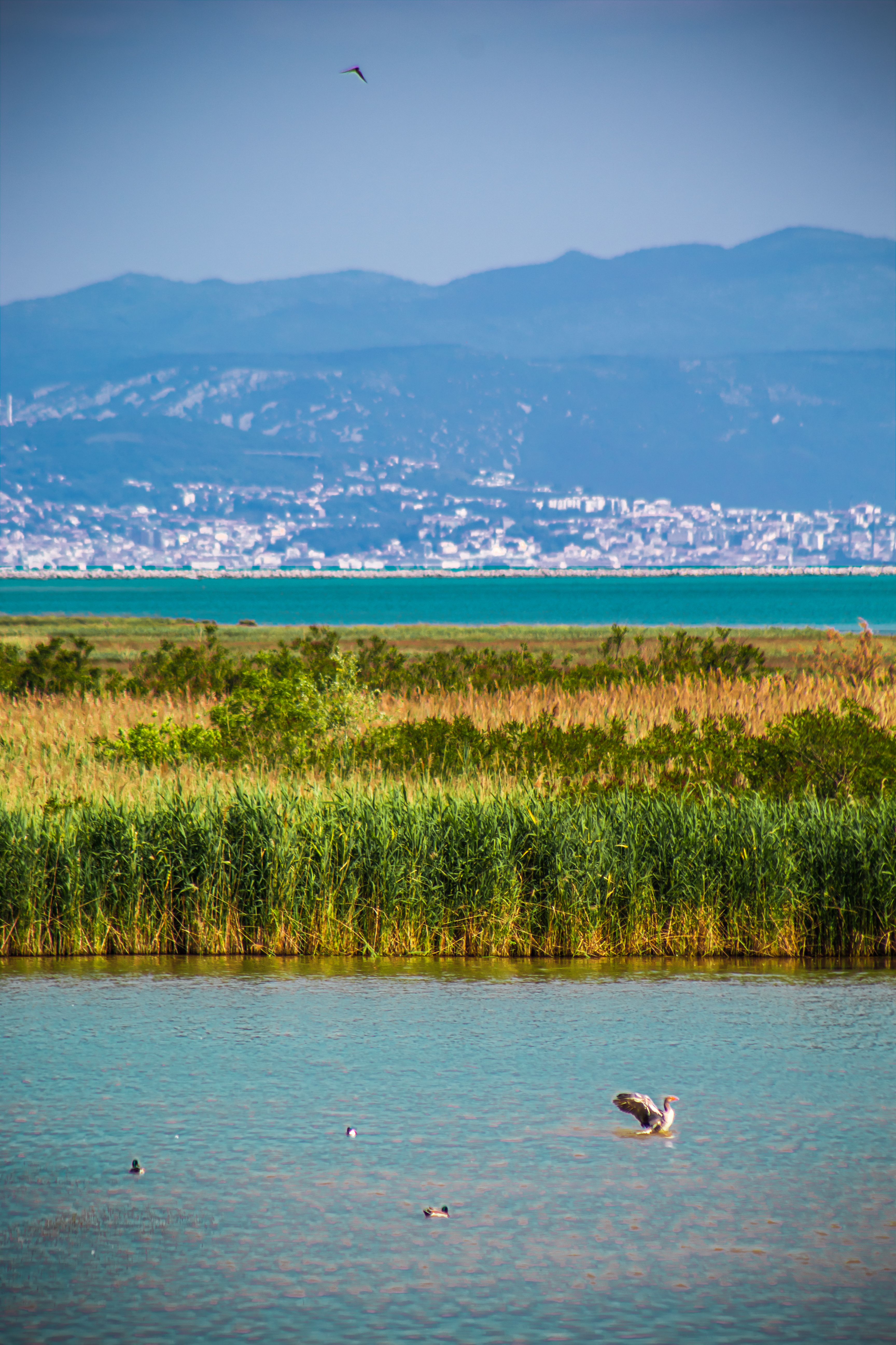 Scenic View of Friuli-Venezia Giulia Wetland · Free Stock Photo