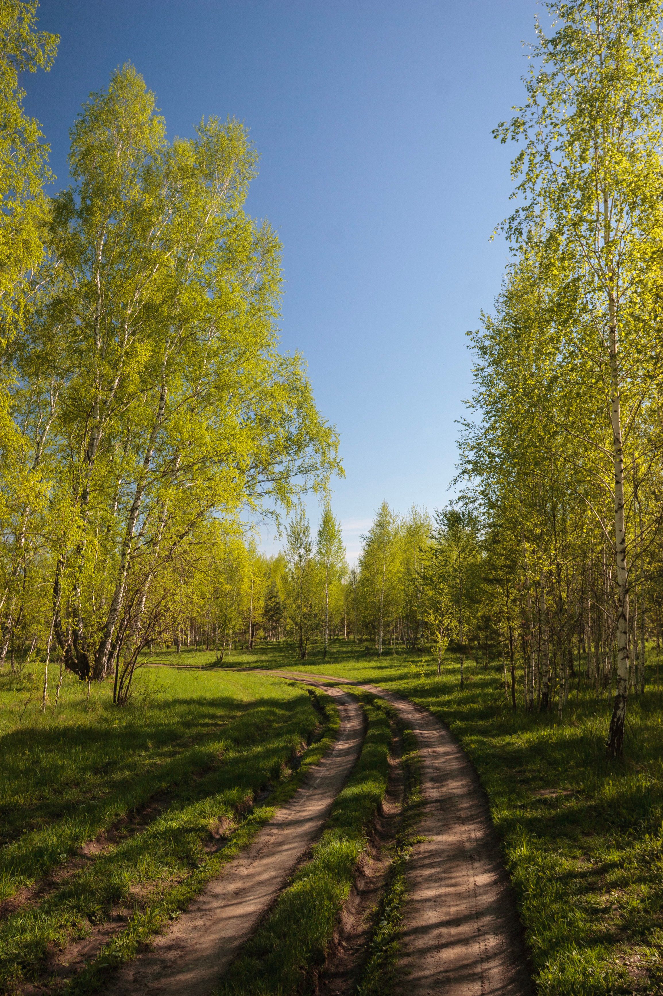 Serene Spring Path in Lush Green Forest · Free Stock Photo
