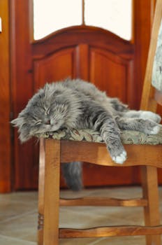 A fluffy grey cat peacefully sleeping on a wooden chair indoors, creating a warm and serene ambiance.