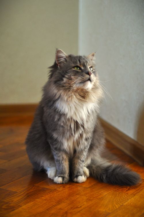 Free A calm and fluffy grey cat with a luxurious coat sitting indoors on a wooden floor. Stock Photo