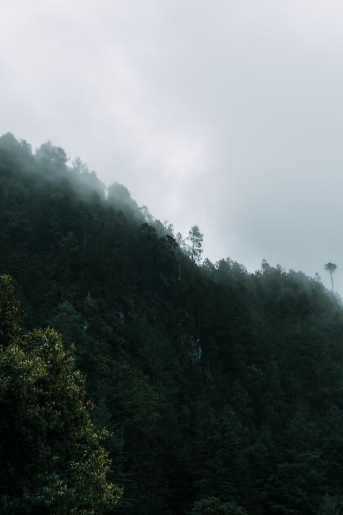 Free stock photo of foggy forest, misty mountain, trees Stock Photo