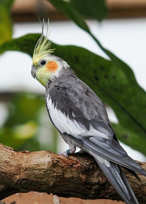 Free Vibrant cockatiel with distinct yellow crest perched, showcasing vivid plumage. Stock Photo