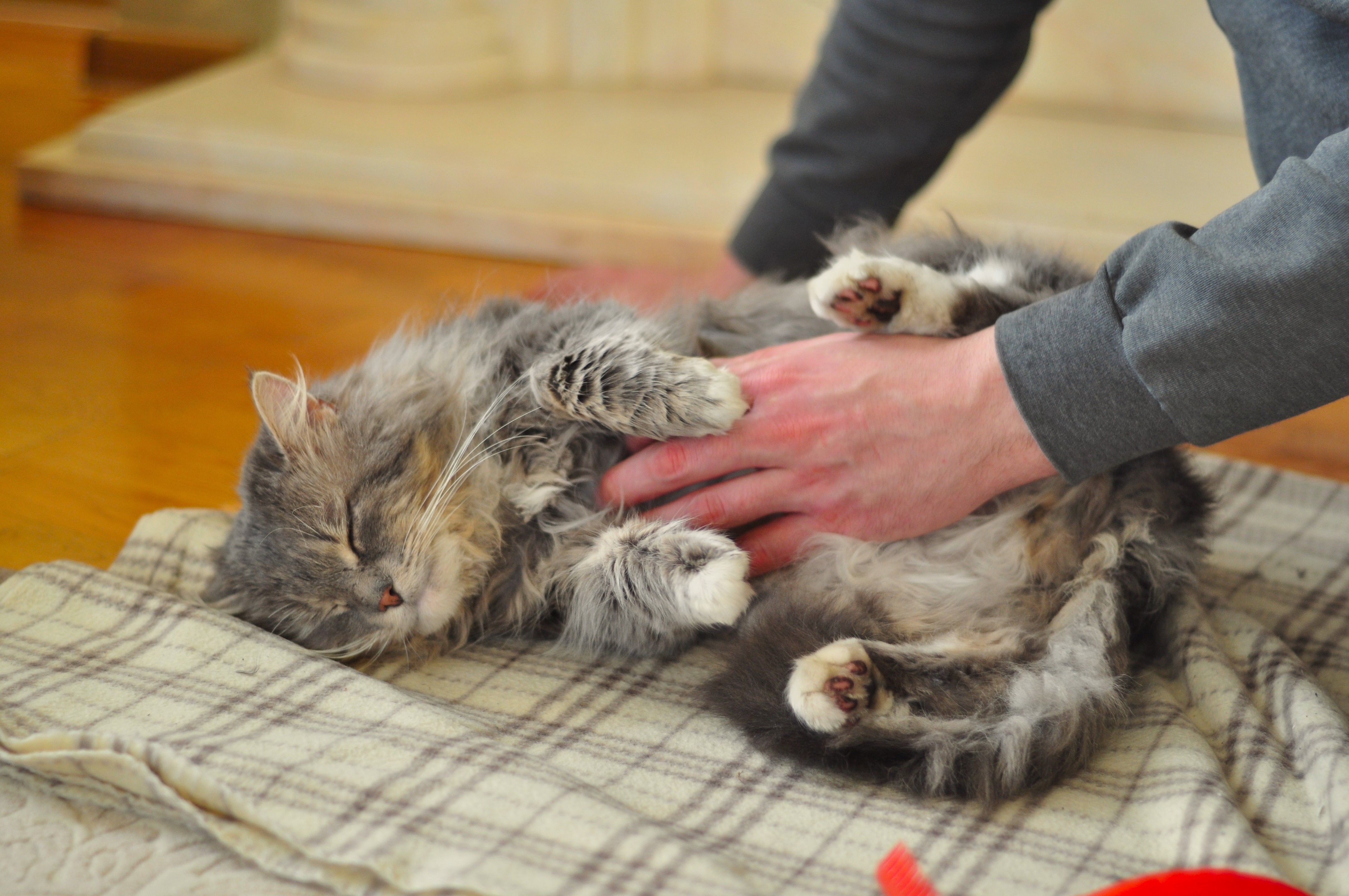 Veterinarian examining a cat during a checkup