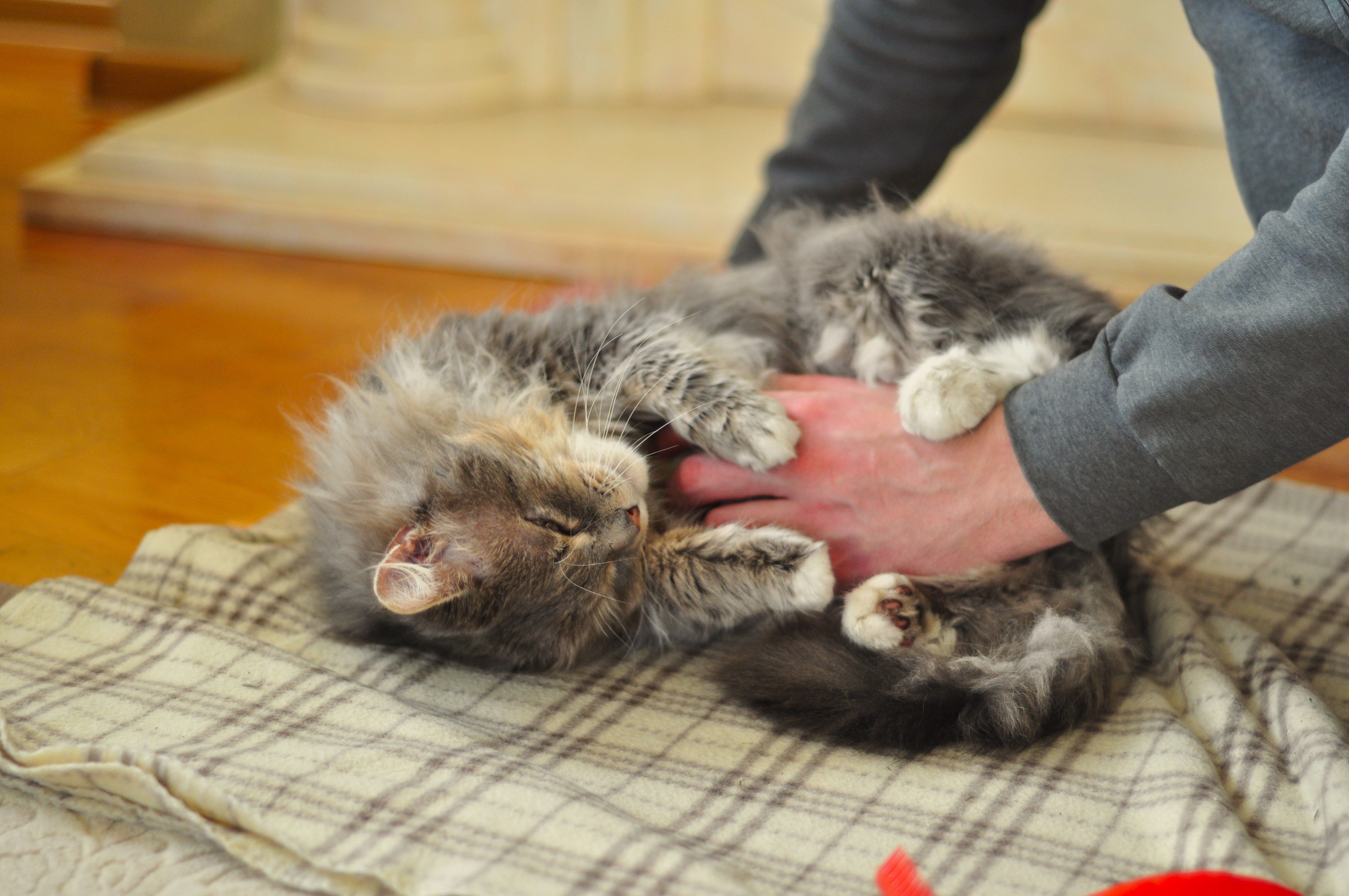 Veterinarian examining a cat during a checkup