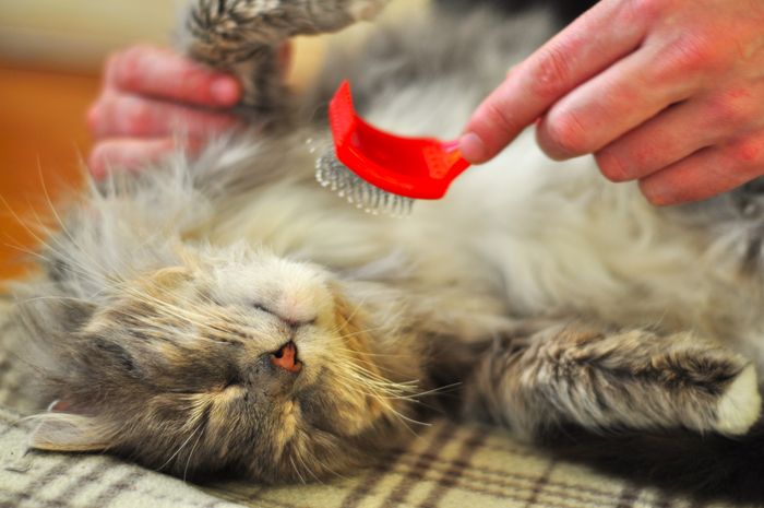 Temporary stock photo — A relaxed cat being brushed indoors