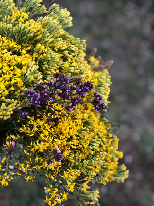 Free Close-up of a colorful bouquet with yellow and purple wildflowers outdoors. Stock Photo