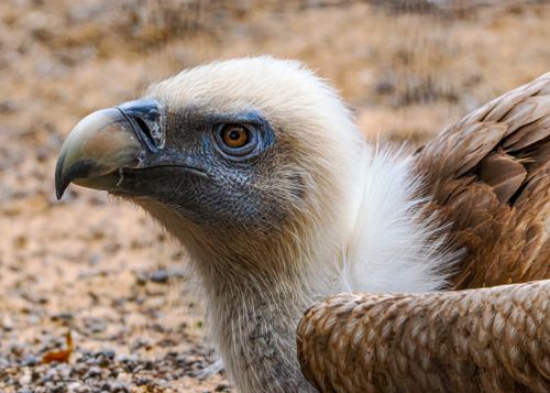 Free Vivid close-up of a majestic Griffon Vulture showcasing its distinct features. Stock Photo