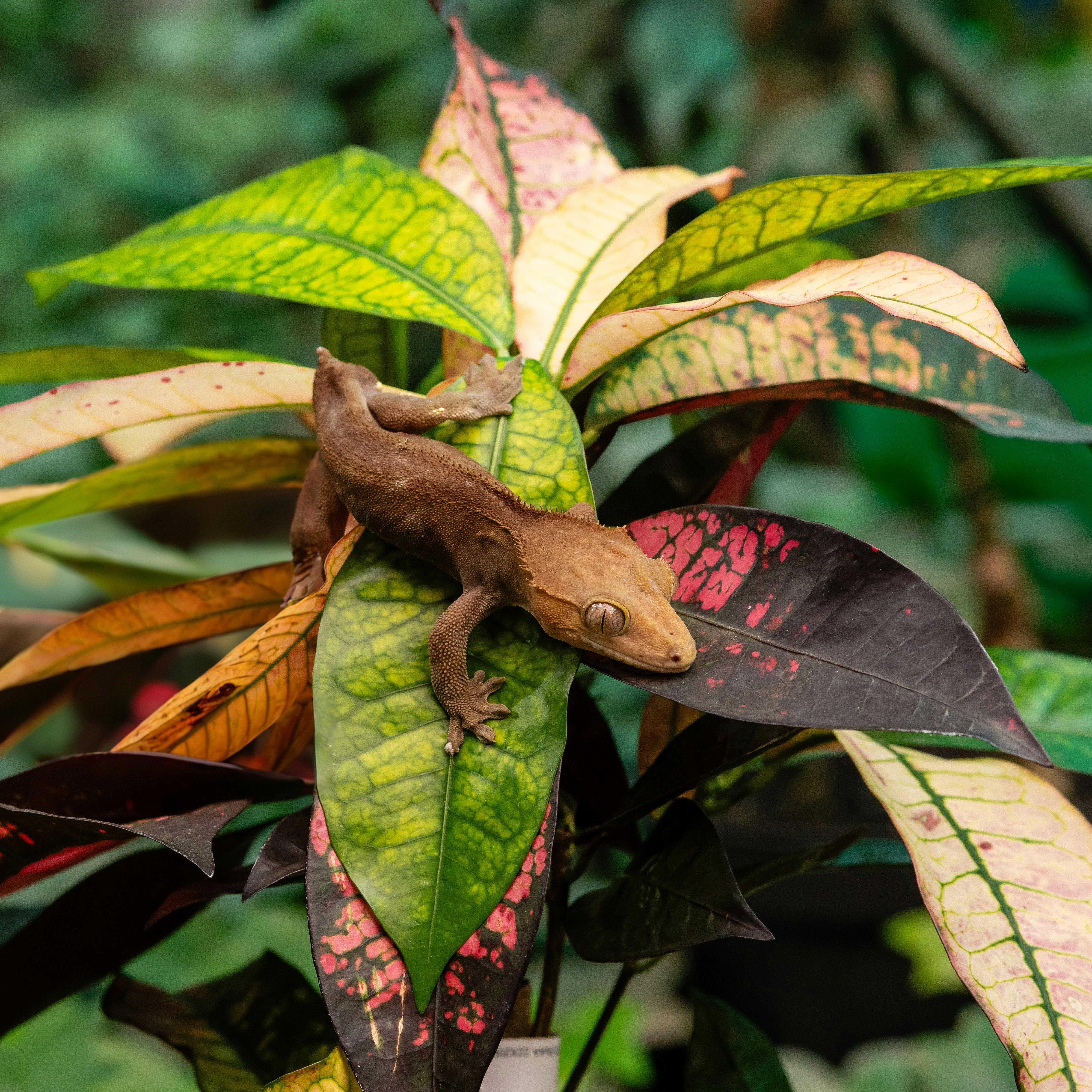 Crested Gecko Photos, Download The BEST