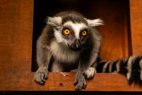 Free Close-up of a ring-tailed lemur peeking out from a wooden structure, showcasing its vivid eyes and striped tail. Stock Photo