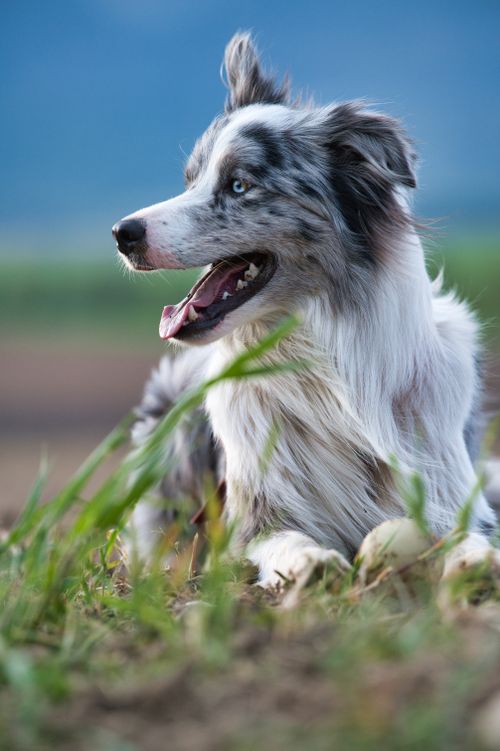 Free A playful Border Collie enjoying the outdoors in Poprad, Slovakia. Stock Photo