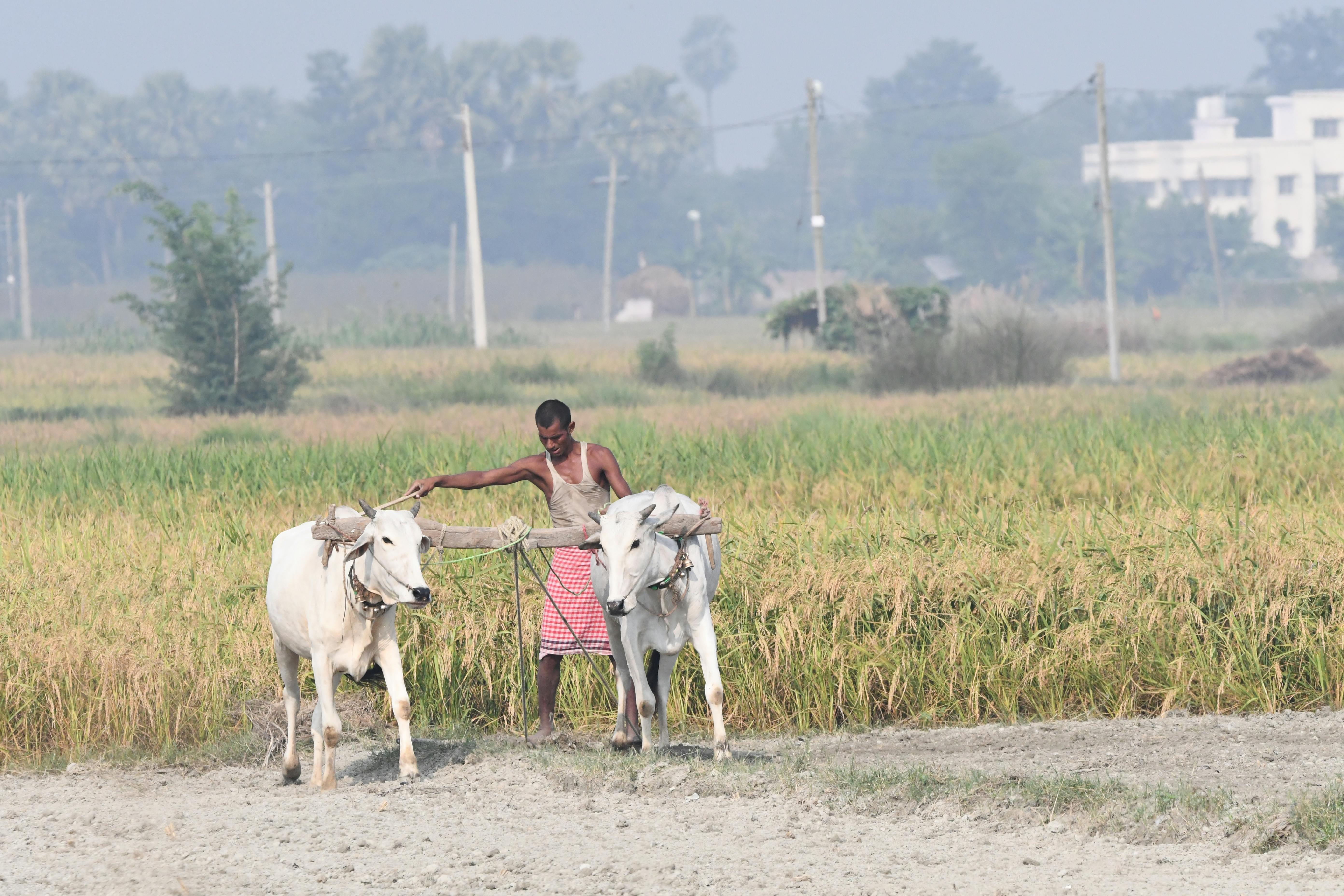 Many farmers utilize life insurance for farm financing — Photo by Amit Rai on Pexels