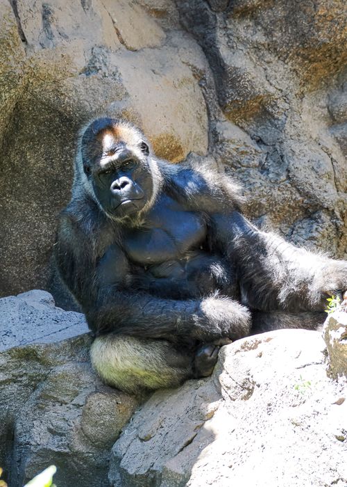 Free A powerful gorilla peacefully resting on rocks, highlighting its strength and calm demeanor. Stock Photo