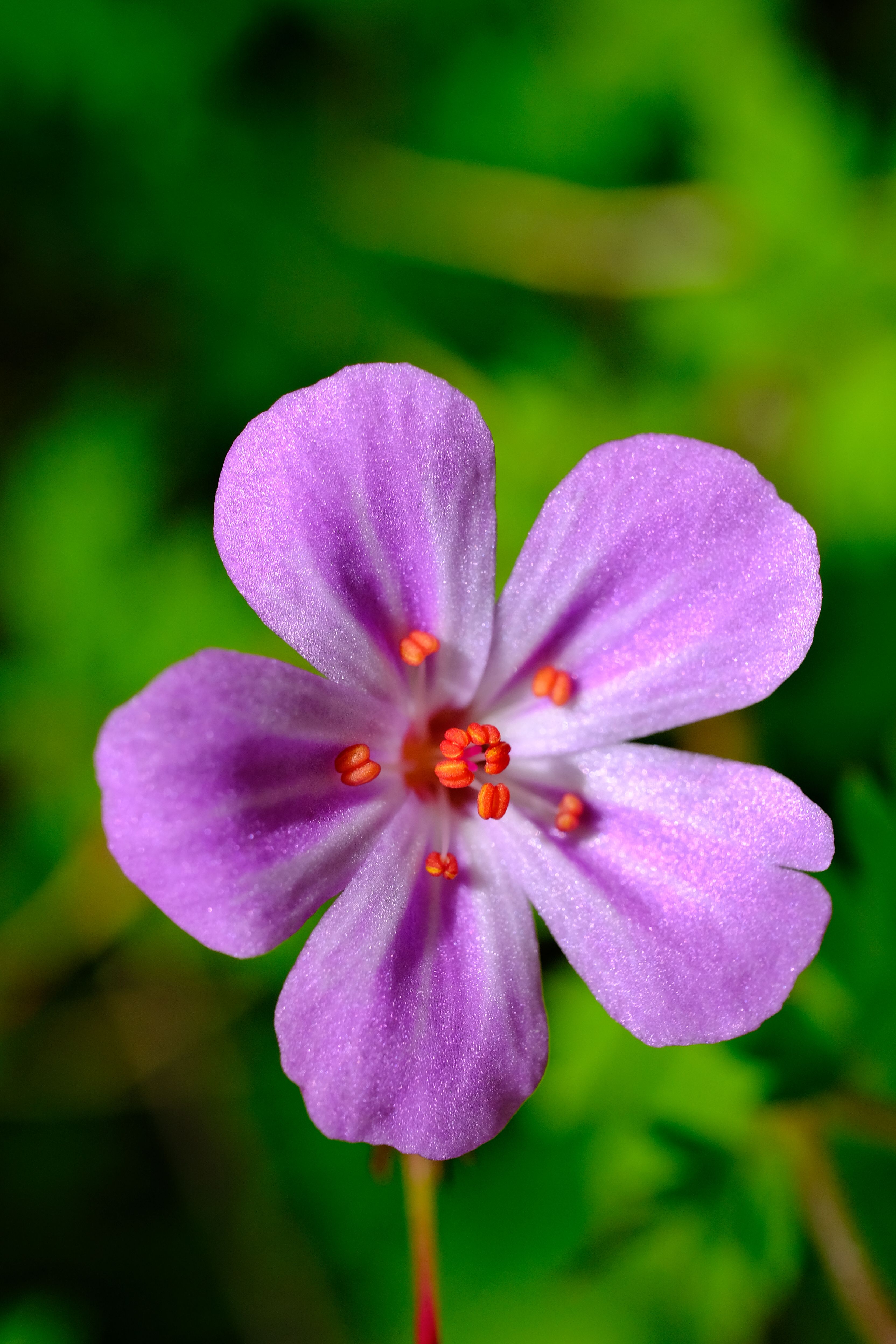 Captivating macro of a purple wildflower blooming outdoors in Trabzon, Türkiye.
