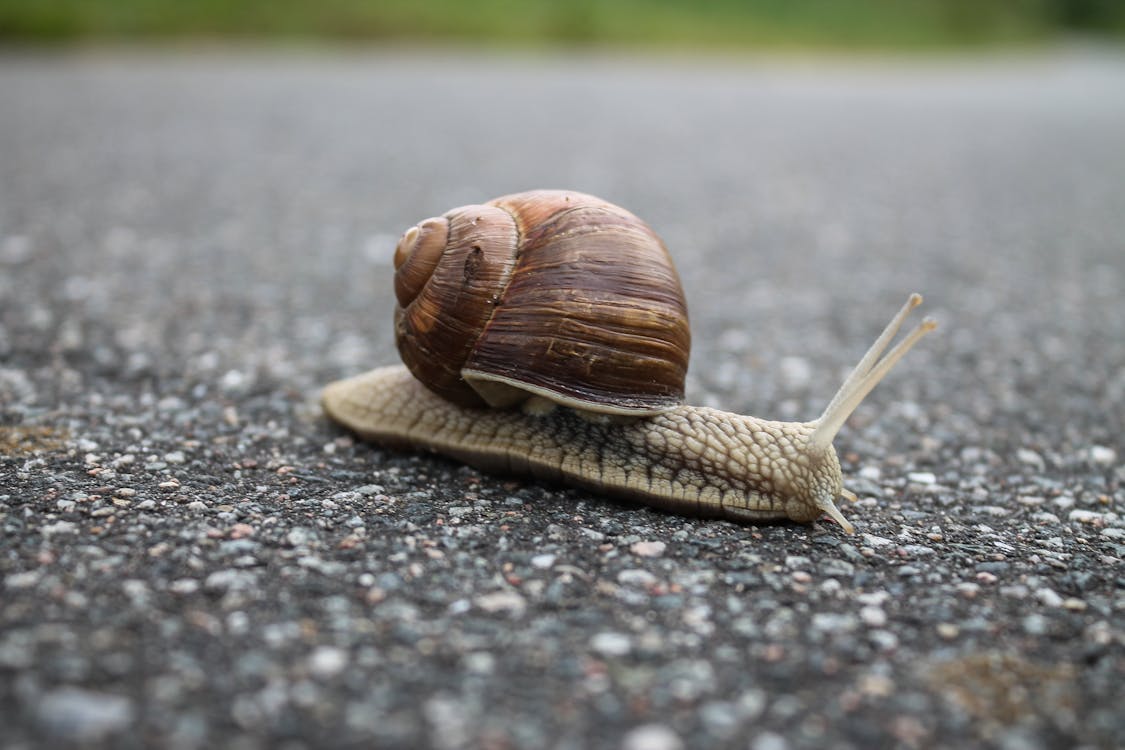 Free Close-up of Snail on Ground Stock Photo