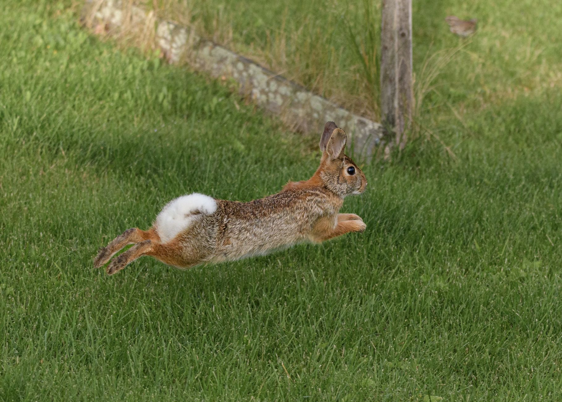 Happy rabbits hopping freely in a large, open outdoor enclosure, promoting animal welfare