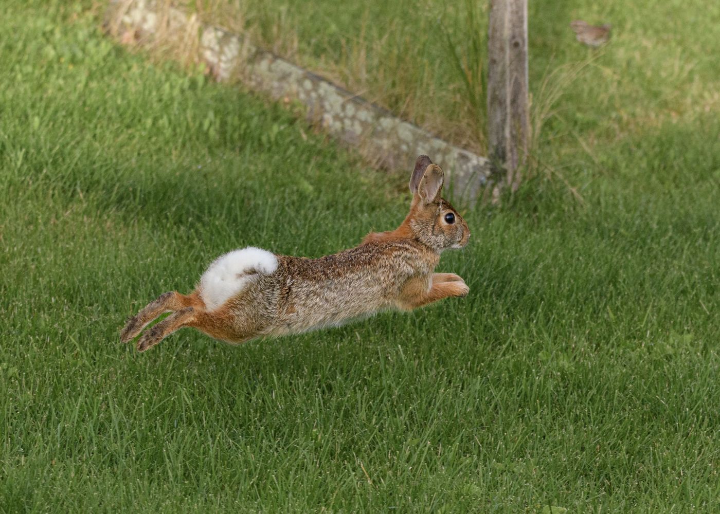 Rabbit Jumping Photos, Download The BEST Free Rabbit Jumping Stock ...