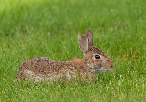 rabbit photo