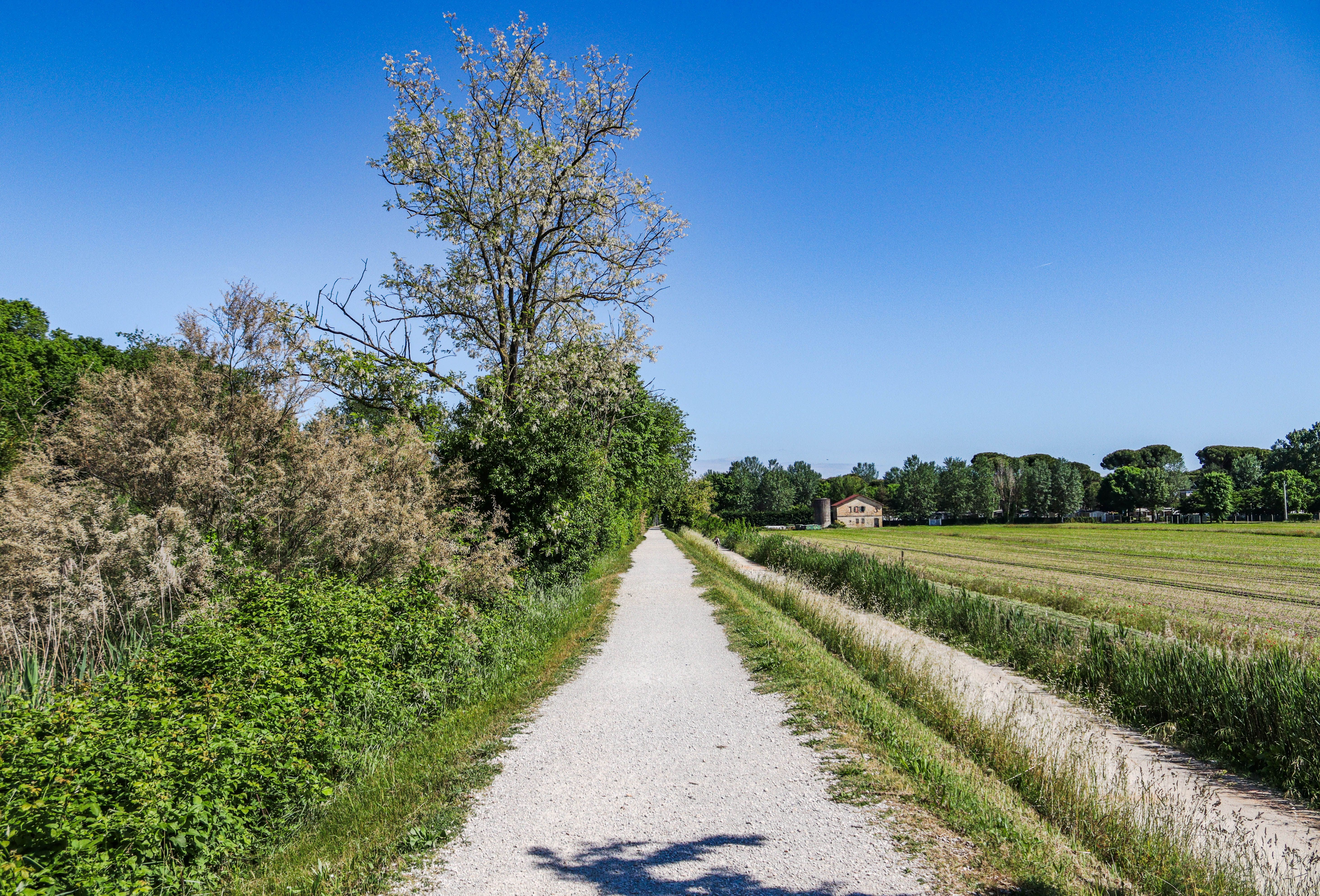 Peaceful Rural Pathway Lined with Trees · Free Stock Photo