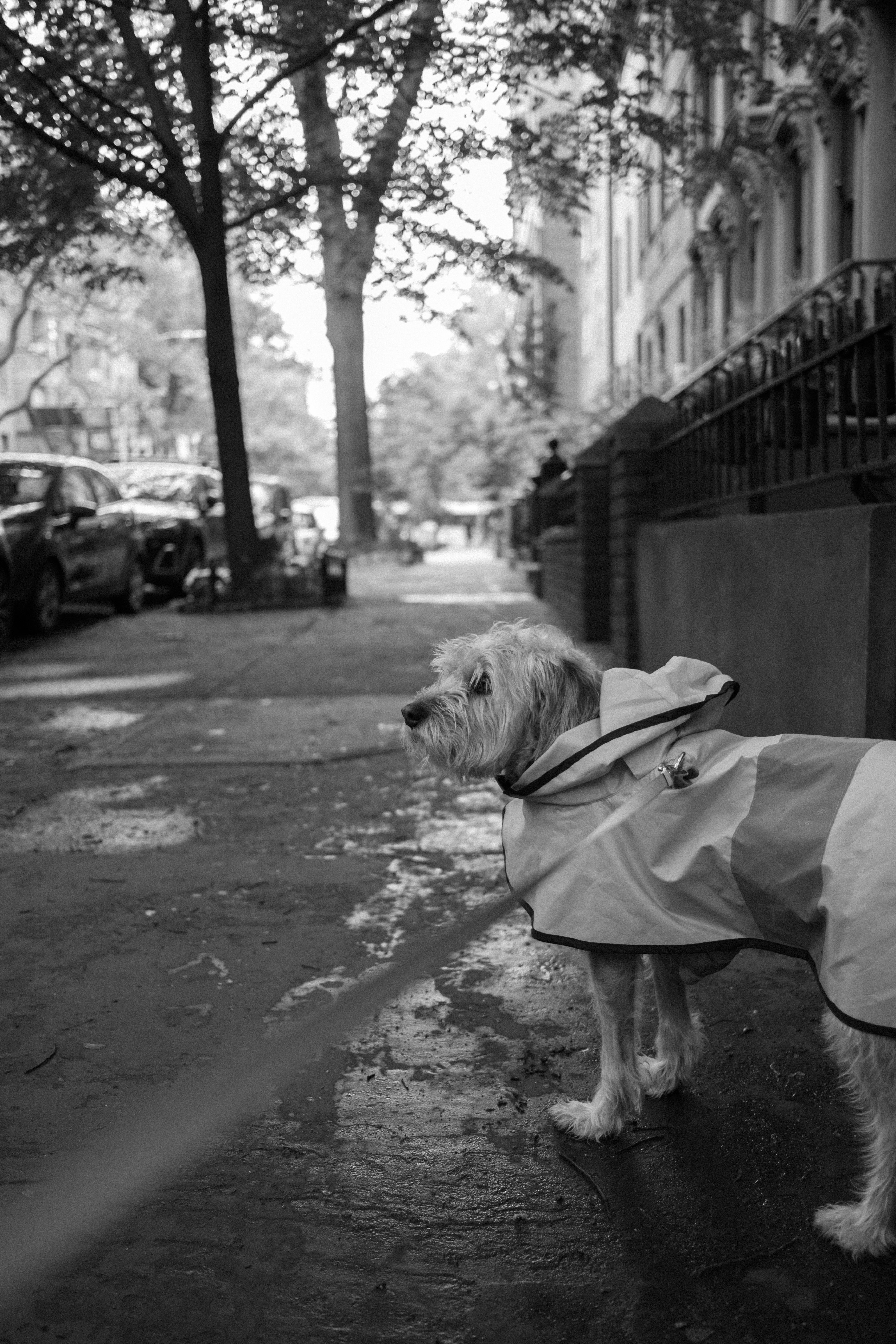 Curious Canines: What Your Dog’s Wet Nose Says About Their Mood