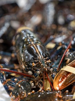 Vibrant close-up of a live lobster with detailed texture, perfect for culinary photography.