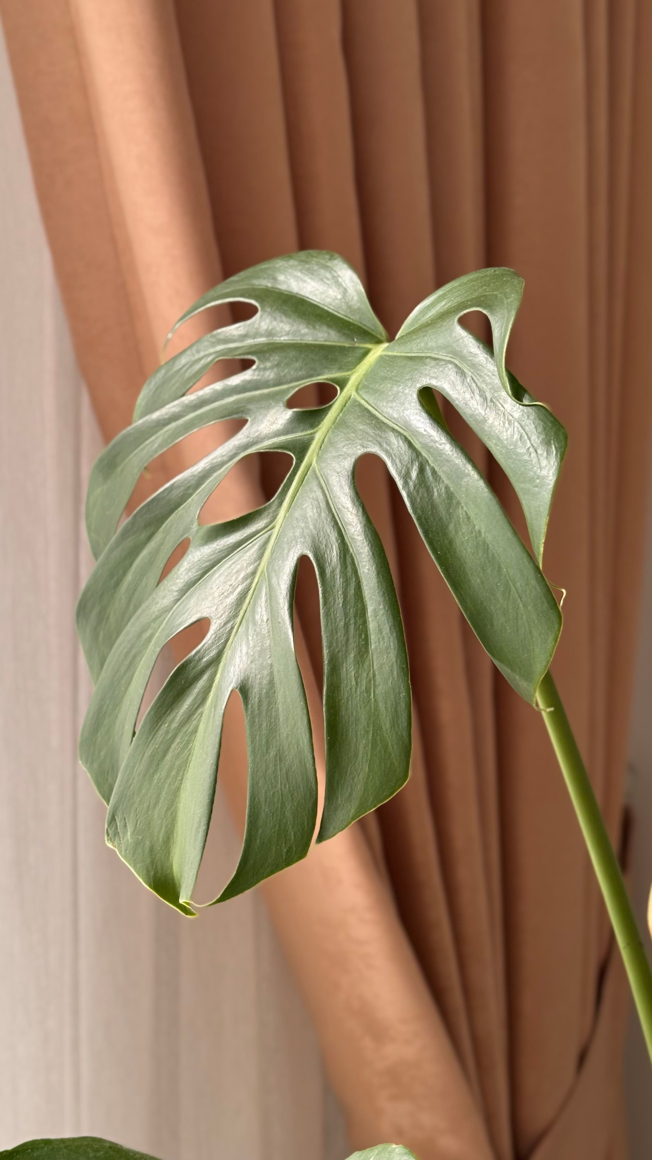 monstera thai constellation sale Monstera Thai Constellation in 6” Pot | Rare Variegated Thai Monstera for  sale main image 0