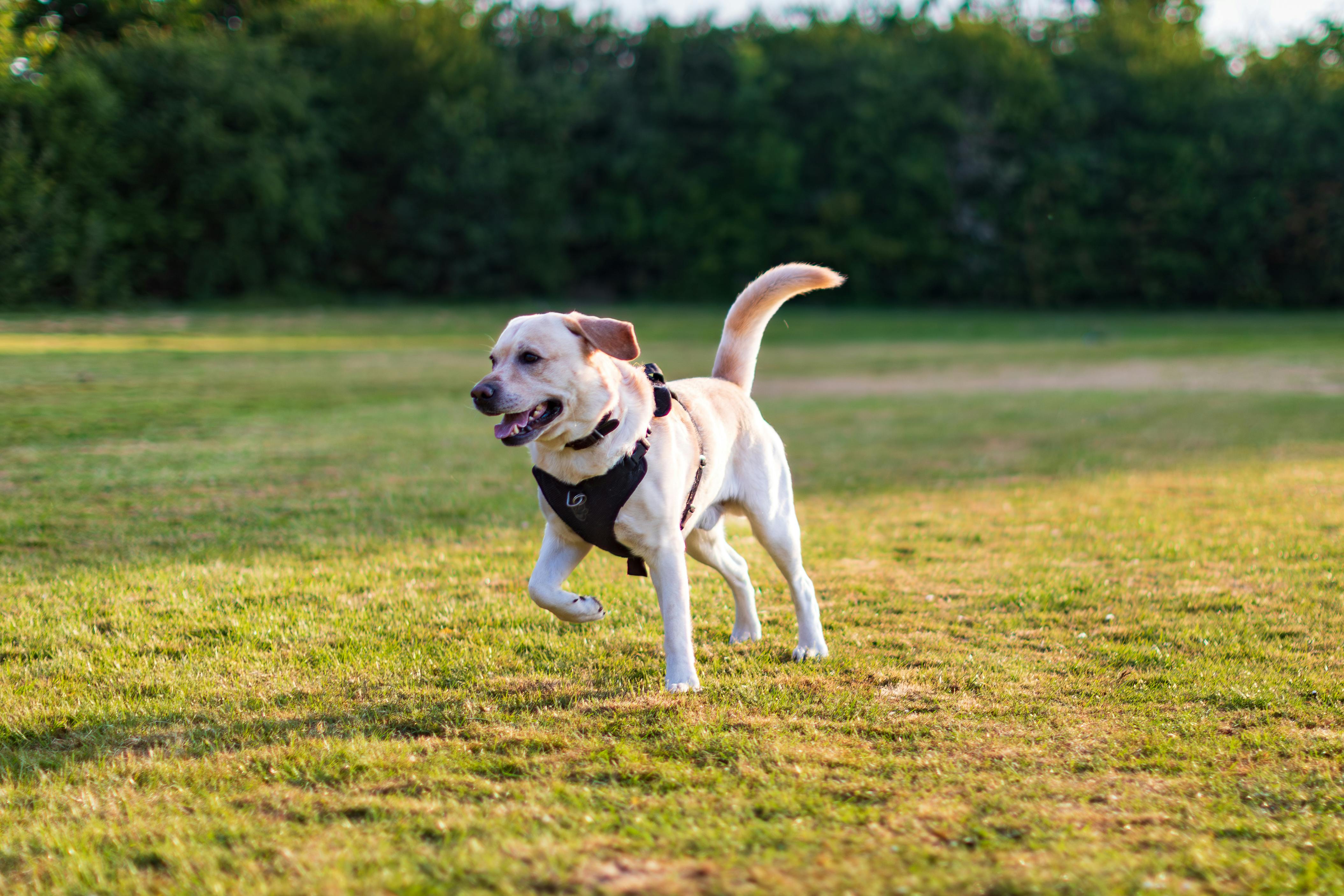 Dog Walking Tips for Labrador Retrievers