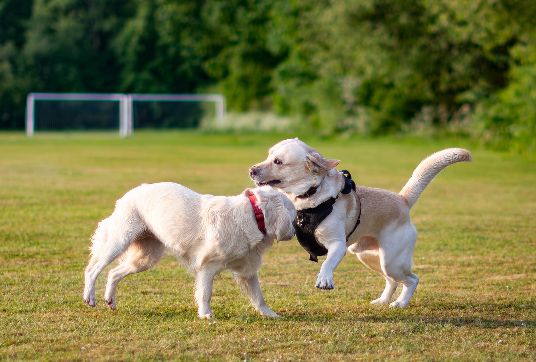 Dog Training, Dog Behavior