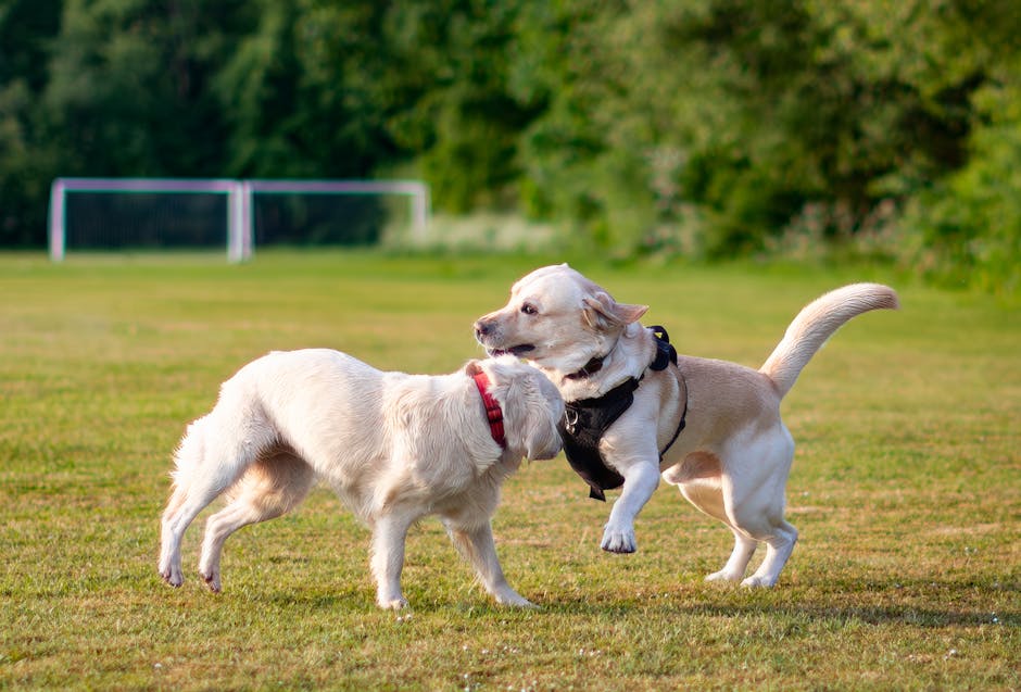 how to evaluate memory care programs with personalized cognitive therapies?