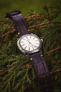 Close-up of a classic wristwatch with leather strap on a natural branch background.