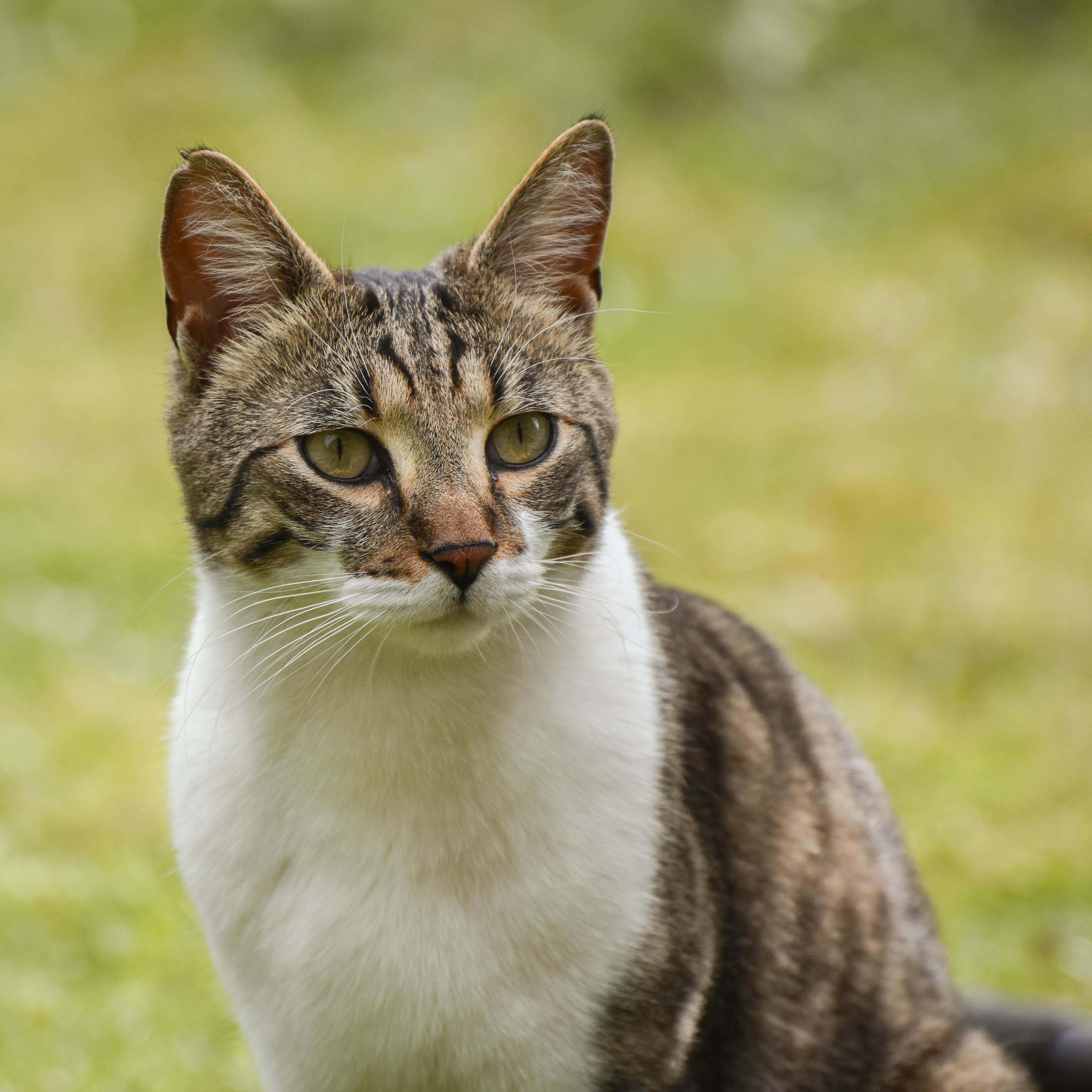 A cute tabby cat sitting outdoors in a lush green area, looking attentive.