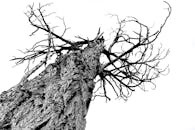 这张引人注目的黑白照片上，光秃秃的树干映衬着天空，树枝错综复杂