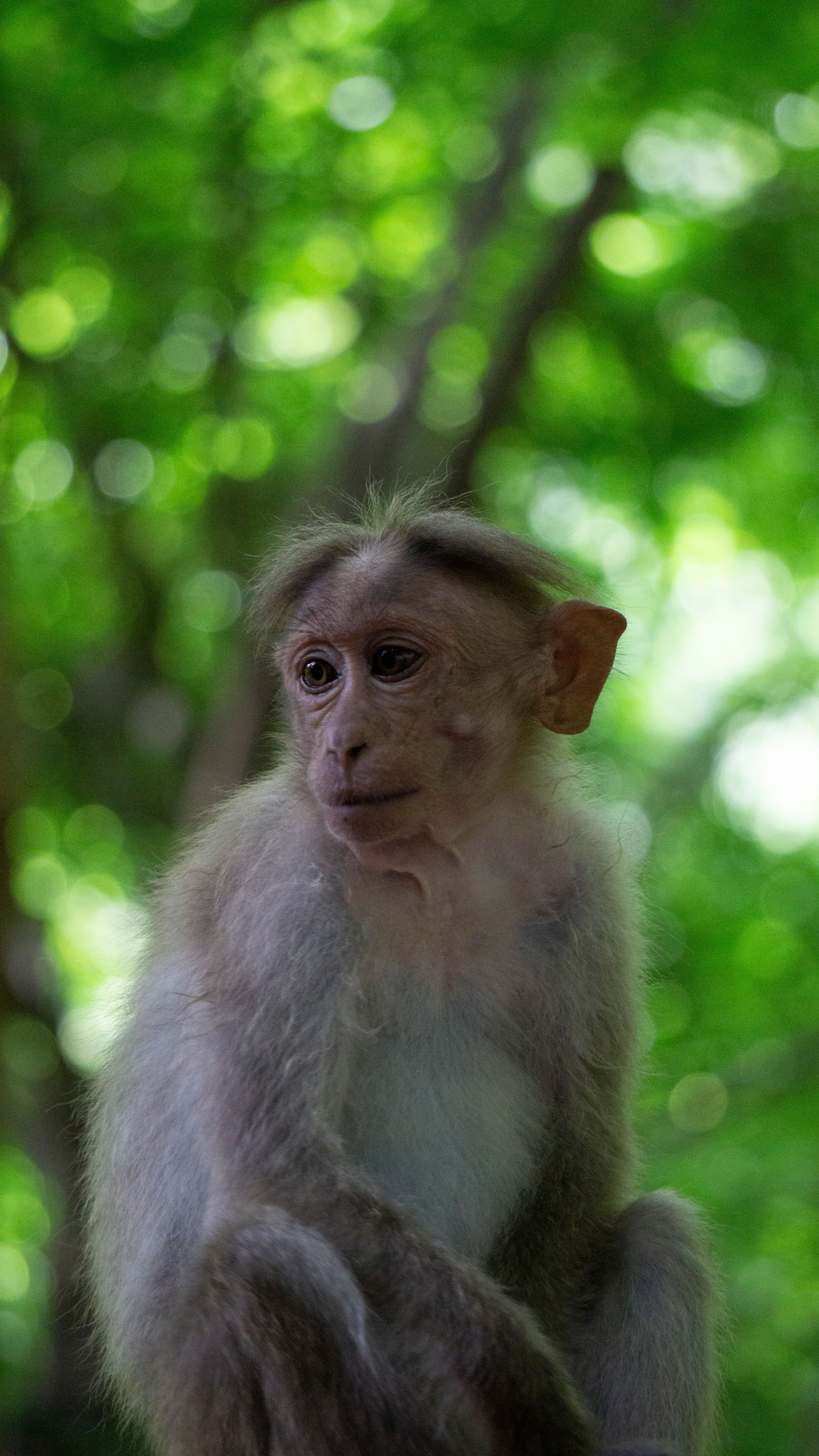 Close-up Portrait of Monkey in Natural Habitat · Free Stock Photo