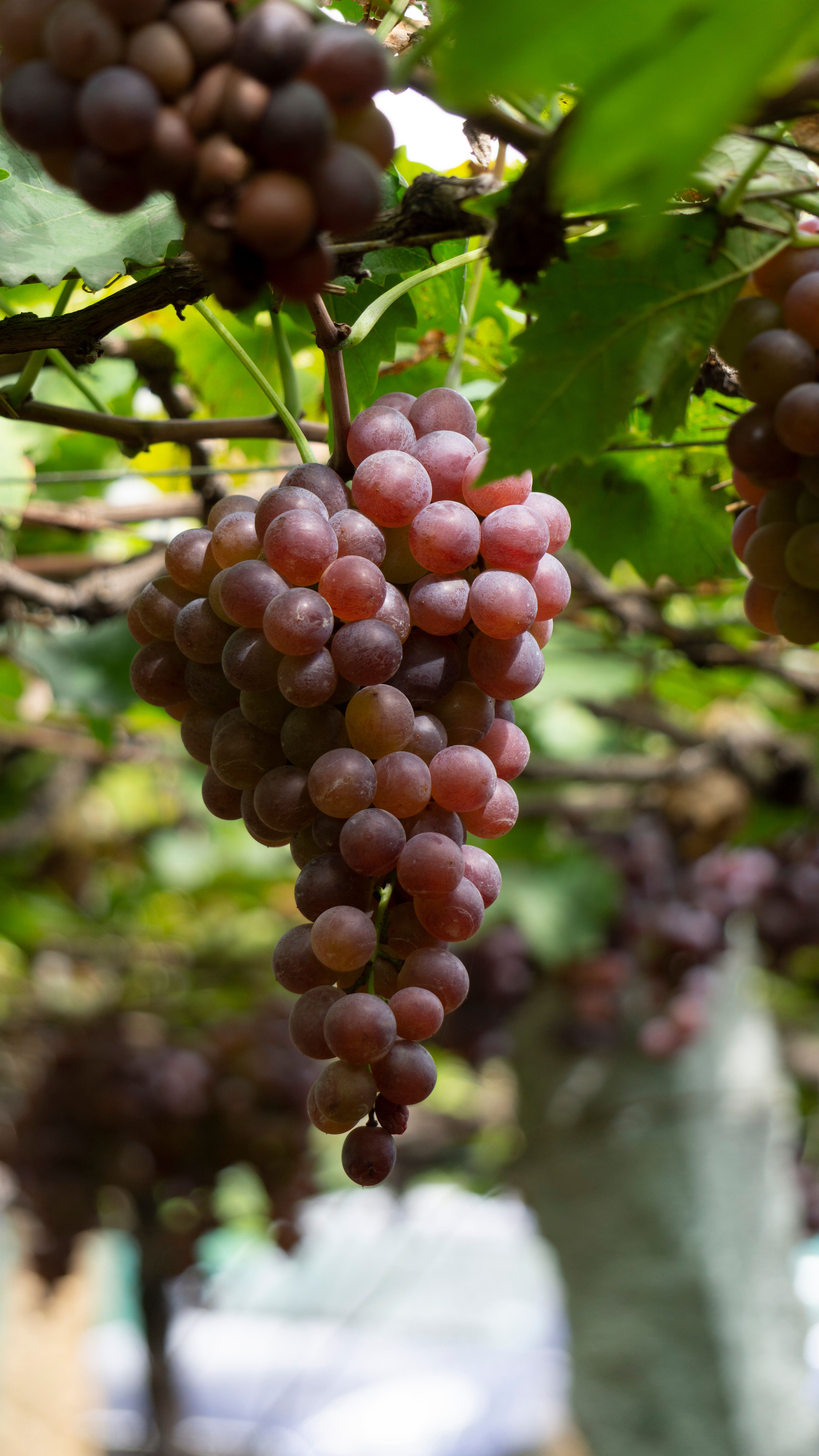 Grapes · Free Stock Photo