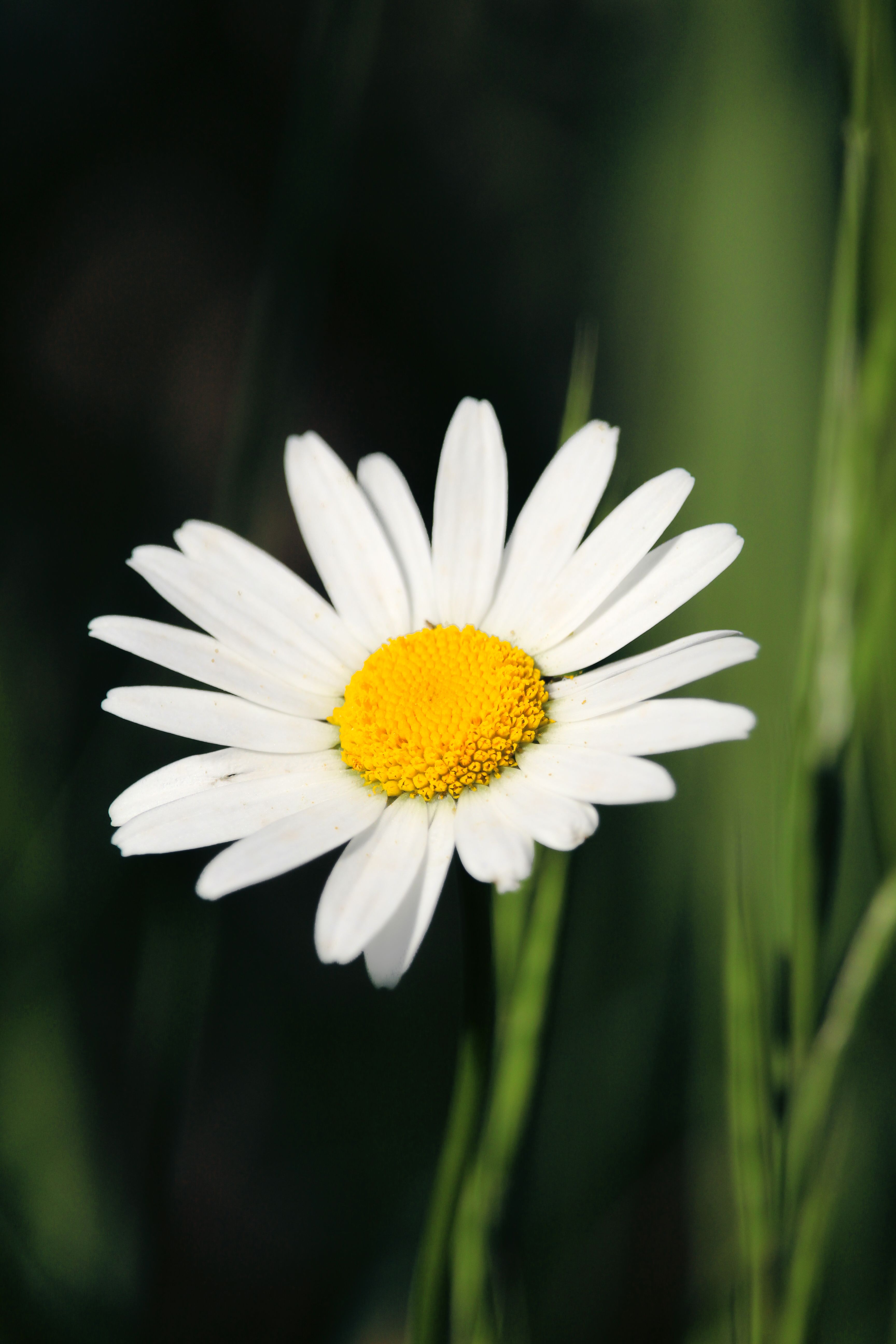 Yellow and White Daisy Flower · Free Stock Photo