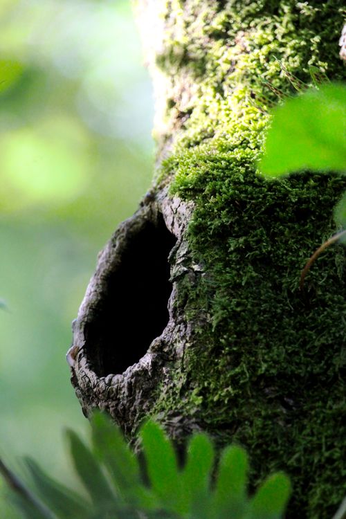 Free Close-up of a moss-covered tree trunk with a hollow, showcasing nature's texture and detail. Stock Photo