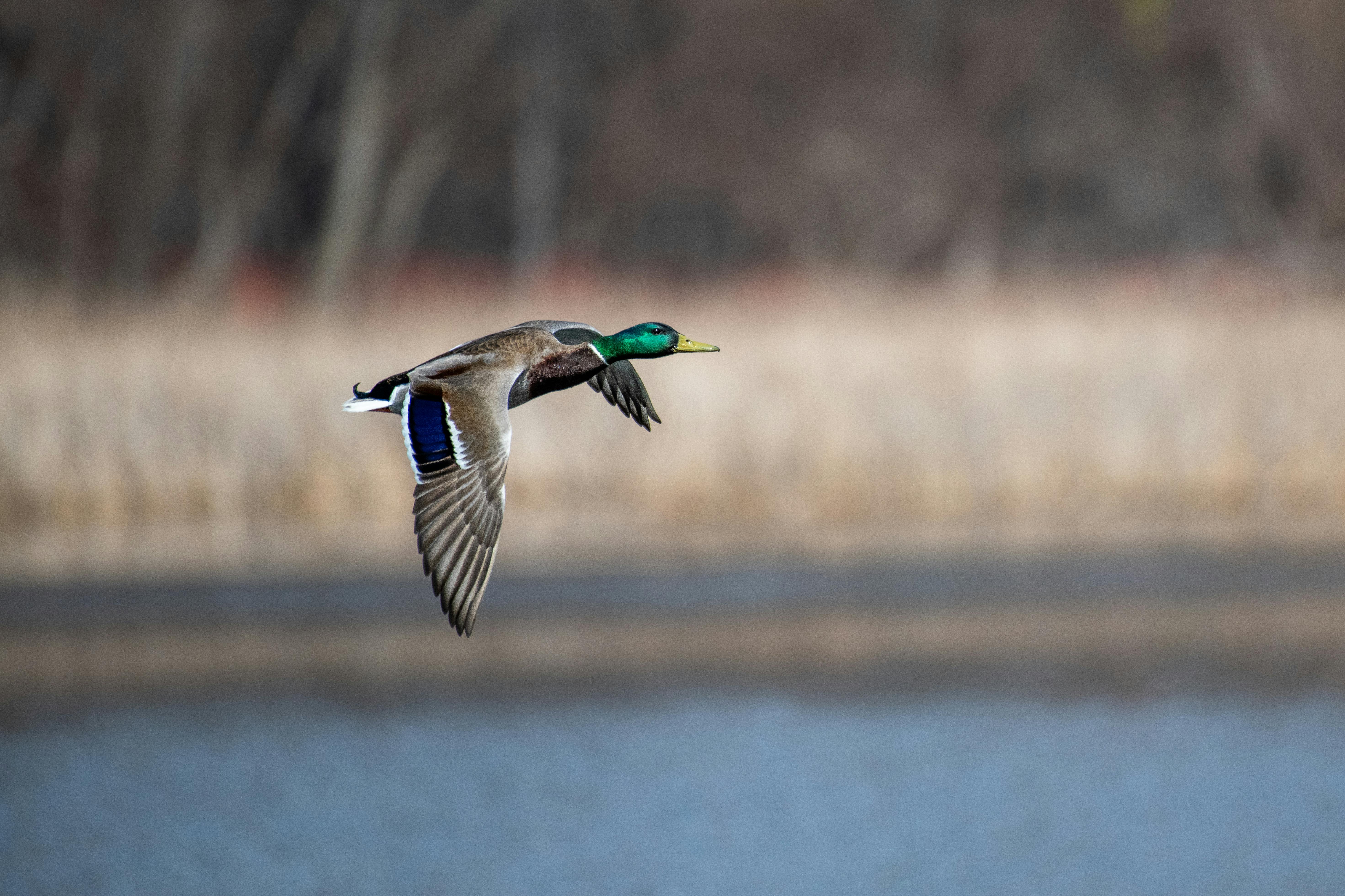 Explorer la Baie de Somme à vélo : Votre guide ultime