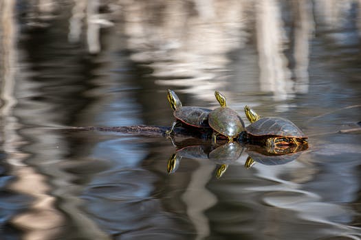 Three painted turtles bask on a log in a tranquil pond, reflecting in the water's surface.