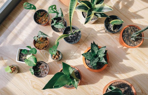 Variety Of Green-leafed Plants