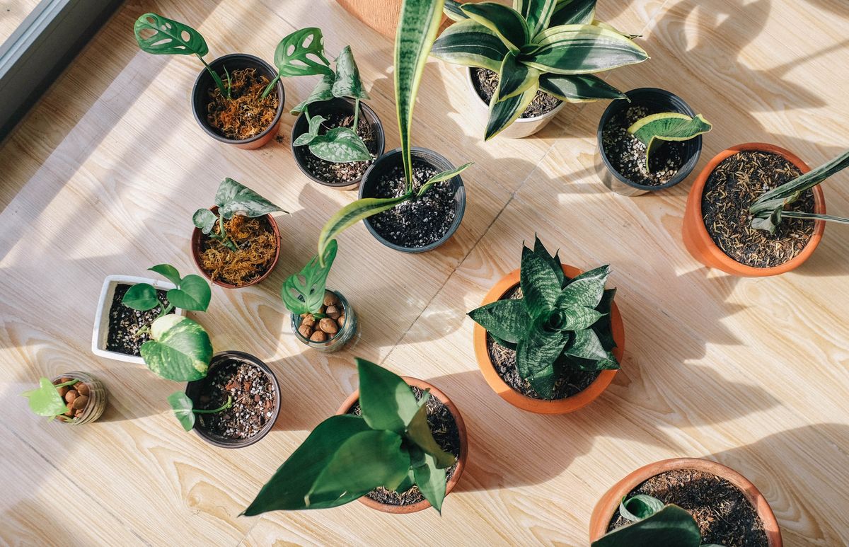 Decorative Succulent Trio