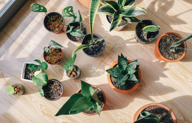 Succulent collection in terracotta pots