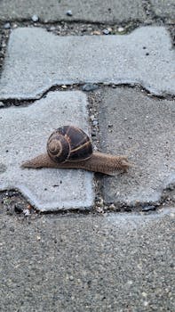 Close-up view of a snail with a brown shell crawling on a brick pavement.