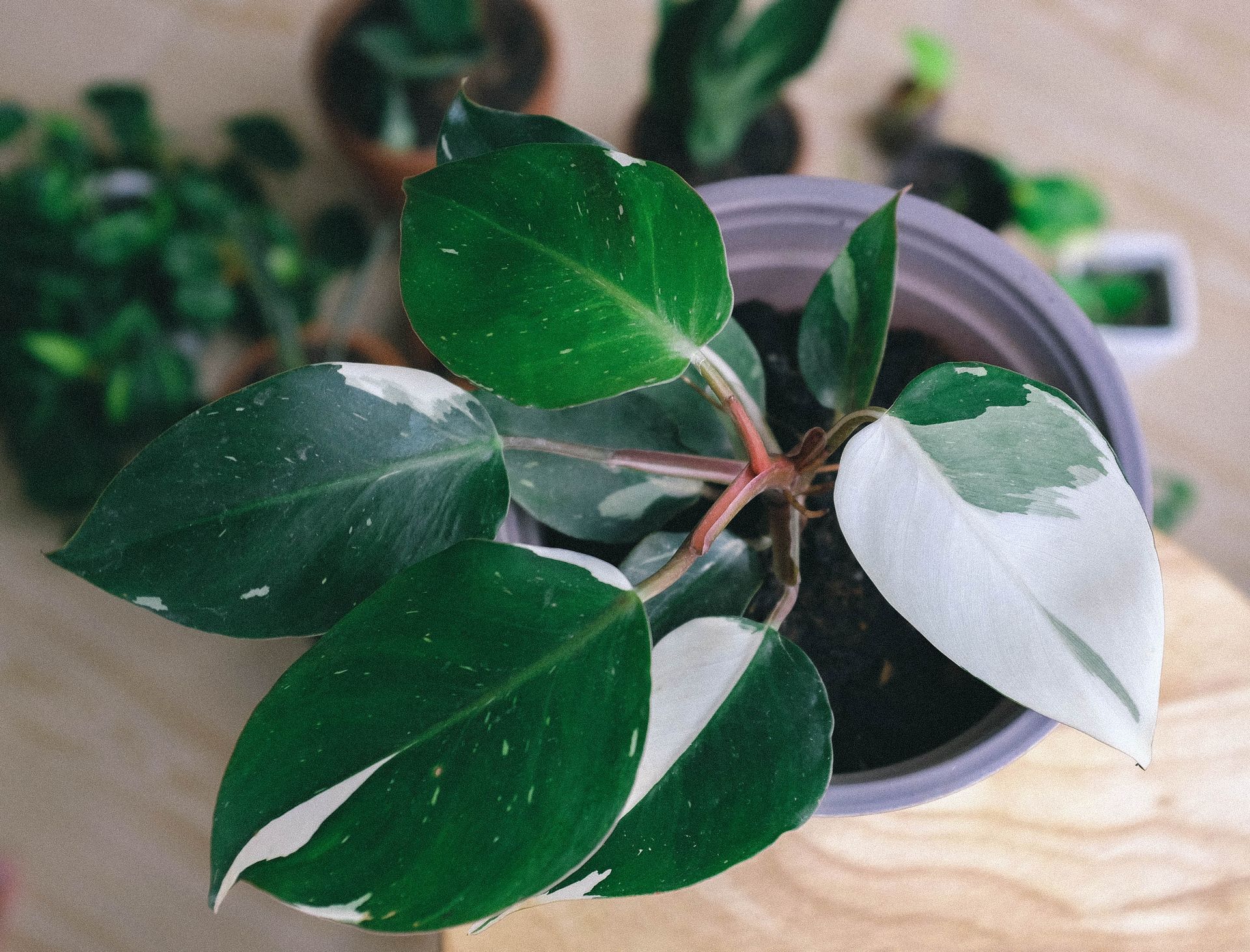 A top view of a variegated Philodendron plant in a pot, showcasing its unique leaf patterns.