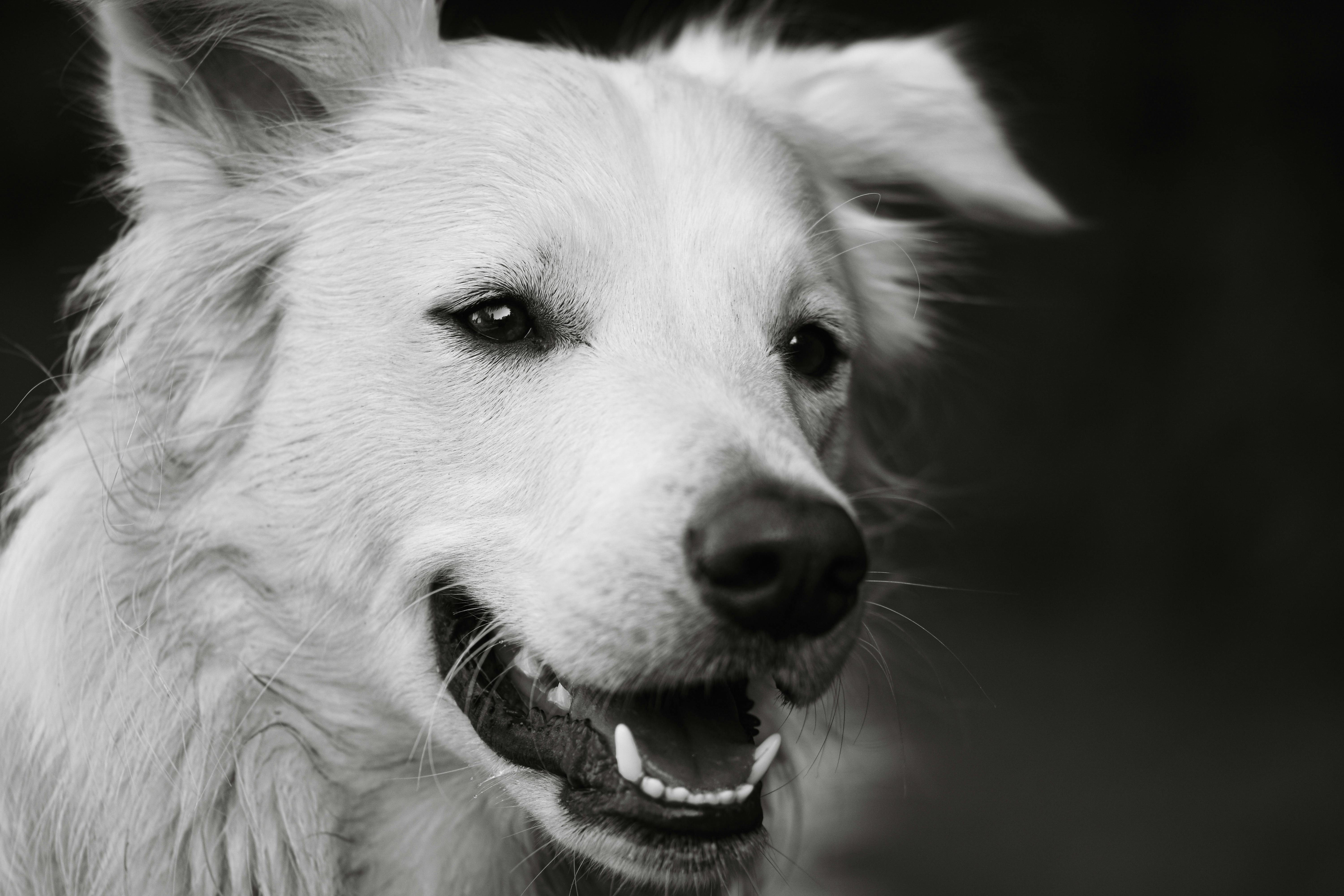 Rapawzel Dog Grooming &amp; Daycare Opens New Location on Manhattan’s Upper West Side — Photo by Alexas Fotos on Pexels