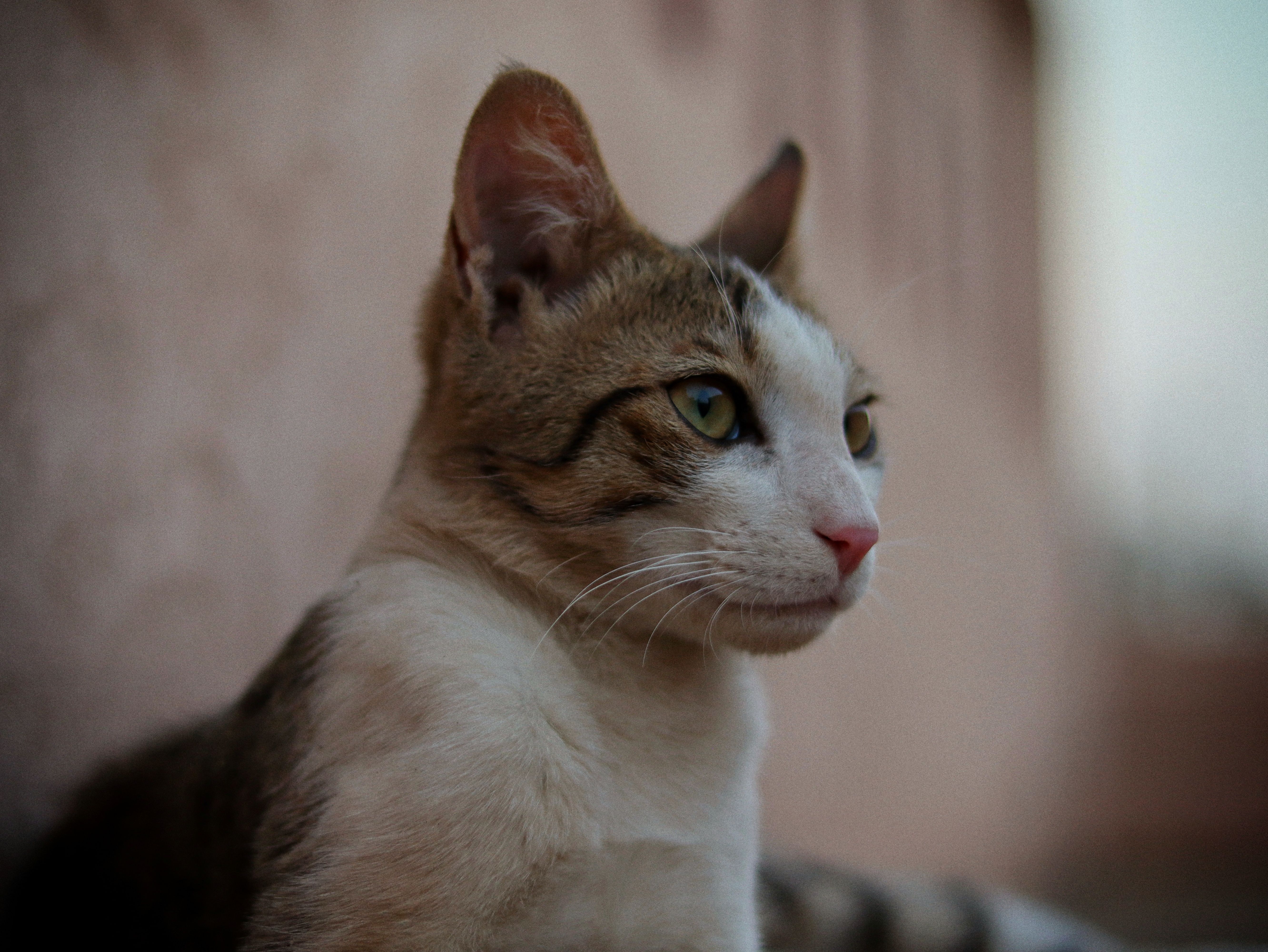 Veterinary care for a cat